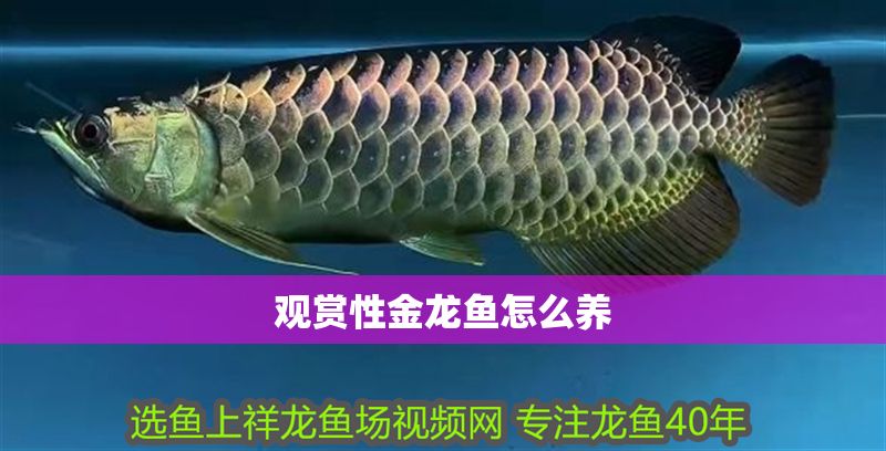 觀賞性金龍魚怎么養 觀賞性金龍魚怎么養 龍魚百科 第1張