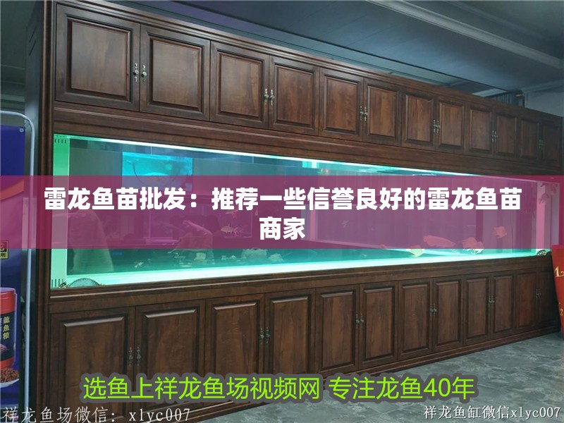 雷龍魚苗批發：推薦一些信譽良好的雷龍魚苗商家