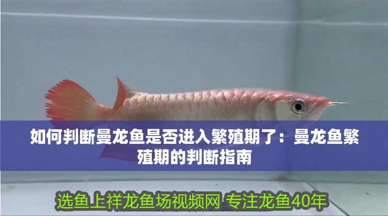 如何判斷曼龍魚是否進入繁殖期了：曼龍魚繁殖期的判斷指南