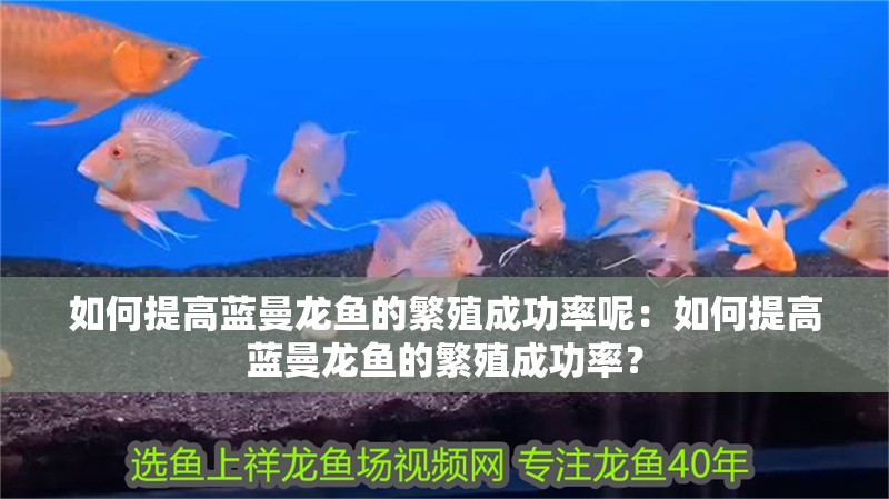如何提高藍曼龍魚的繁殖成功率呢：如何提高藍曼龍魚的繁殖成功率？