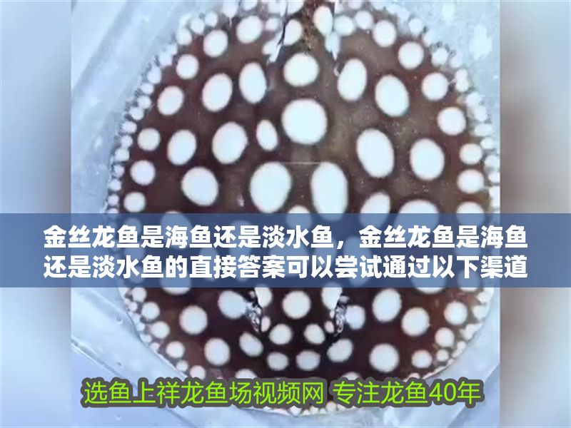 金絲龍魚是海魚還是淡水魚，金絲龍魚是海魚還是淡水魚的直接答案可以嘗試通過(guò)以下渠道獲取信息
