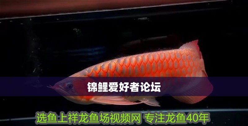 錦鯉愛好者論壇