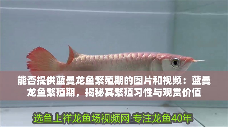 能否提供藍曼龍魚繁殖期的圖片和視頻：藍曼龍魚繁殖期，揭秘其繁殖習(xí)性與觀賞價值