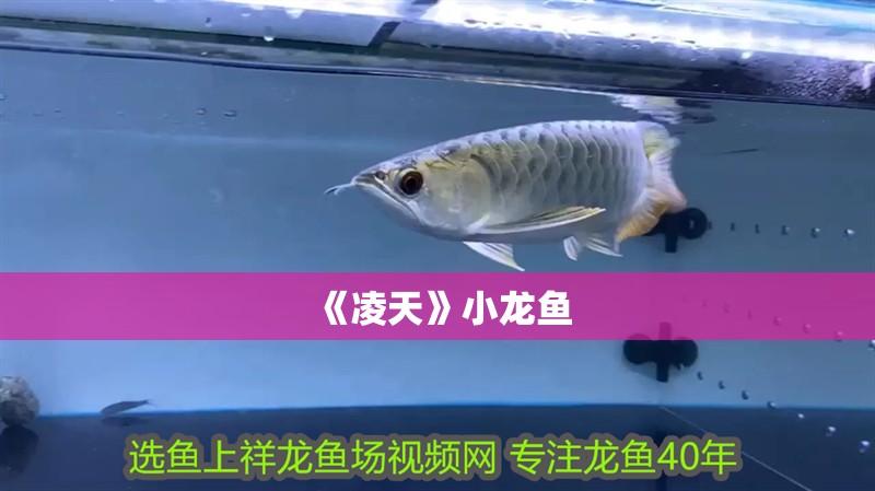 《凌天》小龍魚