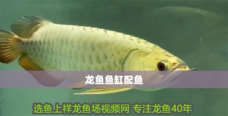 龍魚魚缸配魚