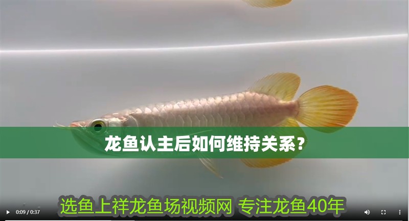 龍魚認主后如何維持關系？