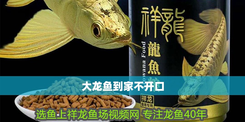 大龍魚到家不開口