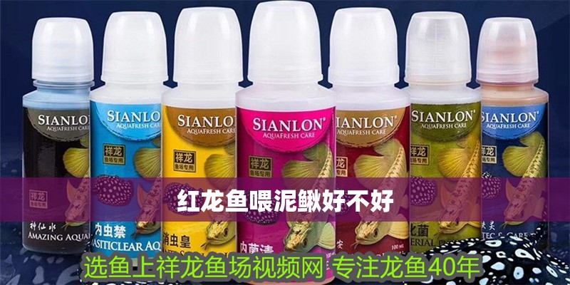 紅龍魚喂泥鰍好不好