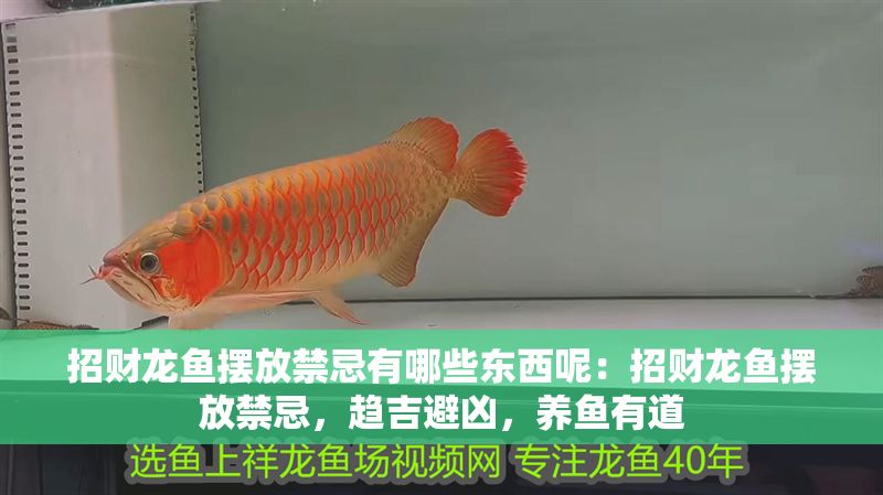 招財龍魚擺放禁忌有哪些東西呢：招財龍魚擺放禁忌，趨吉避兇，養(yǎng)魚有道