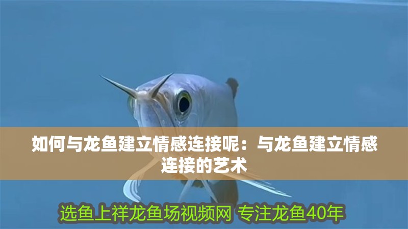 如何與龍魚建立情感連接呢：與龍魚建立情感連接的藝術(shù)