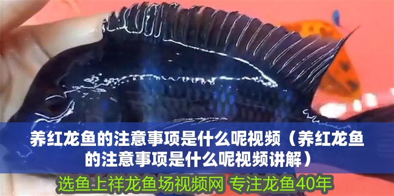 養紅龍魚的注意事項是什么呢視頻（養紅龍魚的注意事項是什么呢視頻講解）