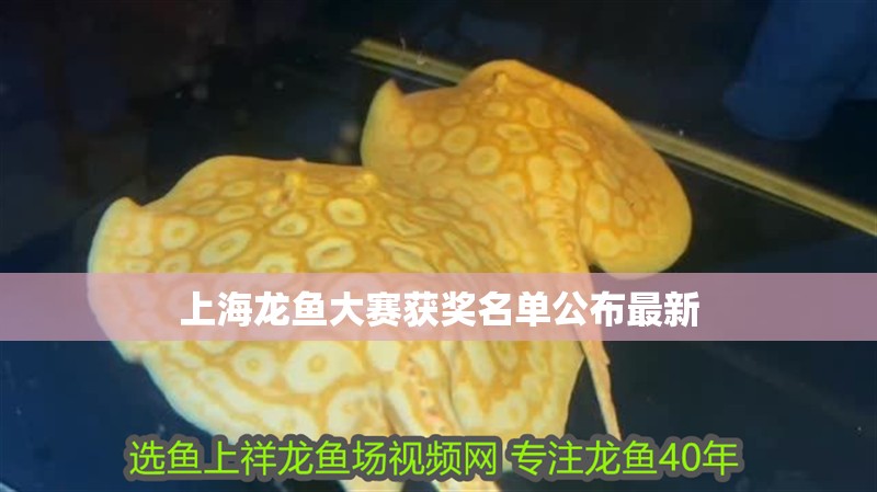 上海龍魚大賽獲獎名單公布最新