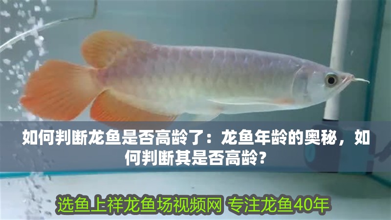 如何判斷龍魚是否高齡了：龍魚年齡的奧秘，如何判斷其是否高齡？
