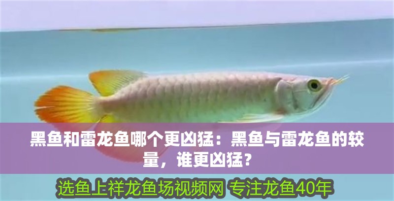 黑魚和雷龍魚哪個更兇猛：黑魚與雷龍魚的較量，誰更兇猛？