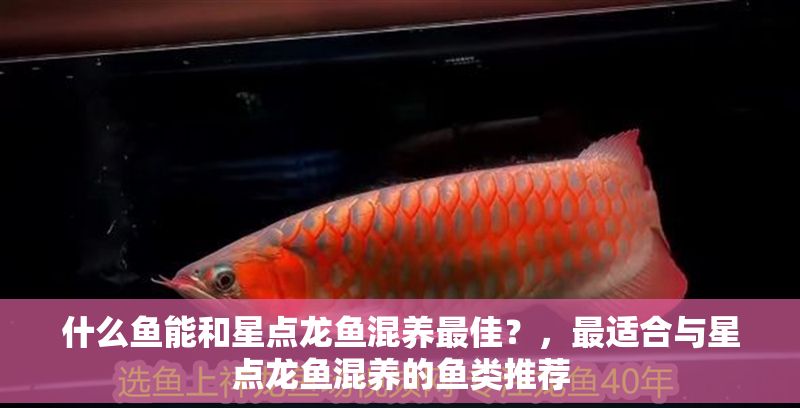 什么魚能和星點龍魚混養最佳?,最適合與星點龍魚混養的魚類推薦 龍魚百科 第1張 什么魚能和星點龍魚混養最佳?,最適合與星點龍魚混養的魚類推薦 什么魚能和星點龍魚混養最佳?,最適合與星點龍魚混養的魚類推薦 龍魚百科 第1張
