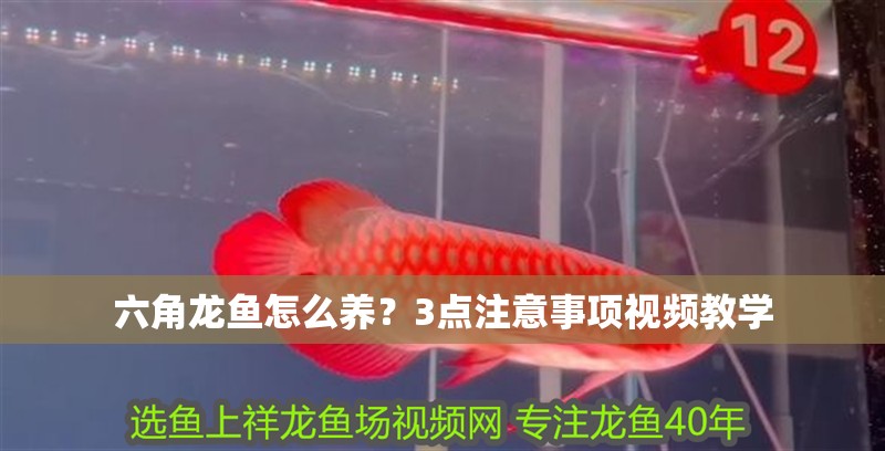 六角龍魚怎么養？3點注意事項視頻教學