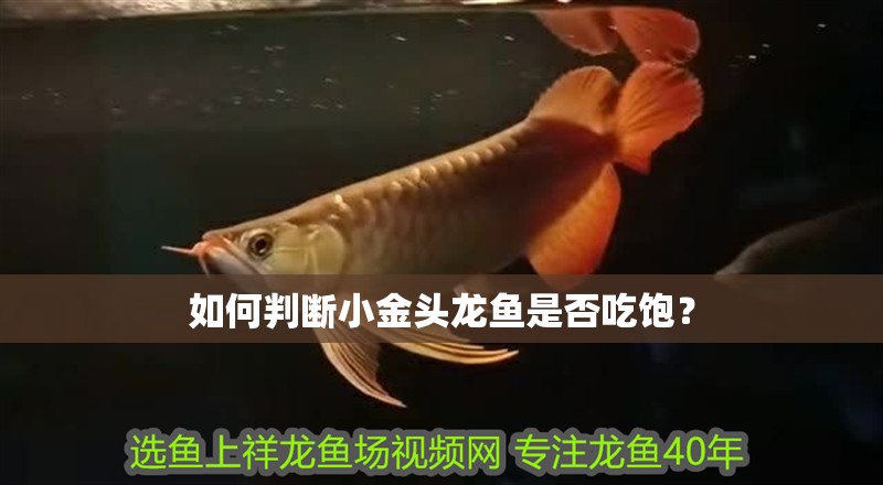 如何判斷小金頭龍魚是否吃飽？
