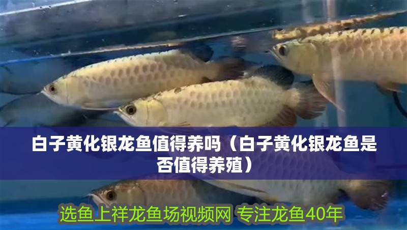 白子黃化銀龍魚值得養嗎（白子黃化銀龍魚是否值得養殖）