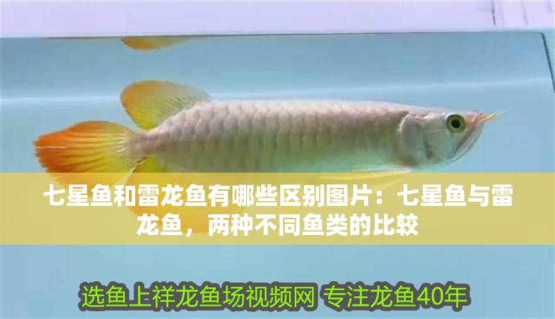 七星魚和雷龍魚有哪些區(qū)別圖片：七星魚與雷龍魚，兩種不同魚類的比較