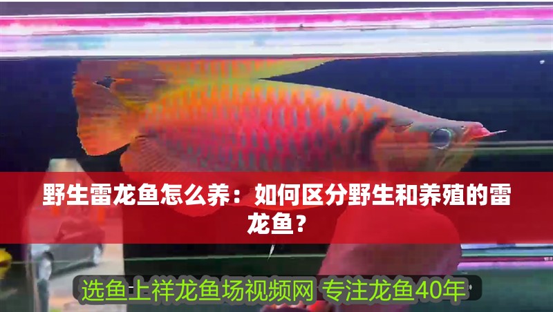 野生雷龍魚怎么養(yǎng)：如何區(qū)分野生和養(yǎng)殖的雷龍魚？