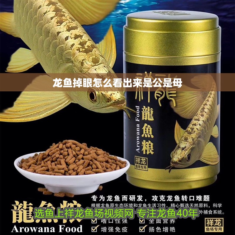 龍魚掉眼怎么看出來是公是母