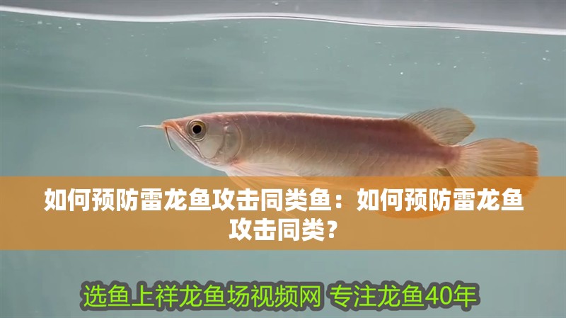 如何預(yù)防雷龍魚(yú)攻擊同類(lèi)魚(yú)：如何預(yù)防雷龍魚(yú)攻擊同類(lèi)？