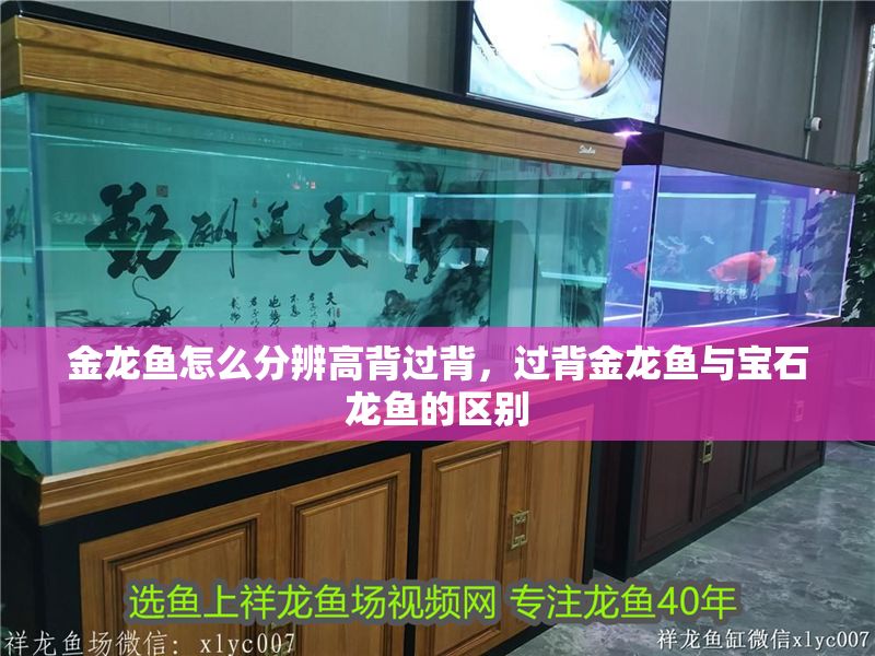 金龍魚怎么分辨高背過背，過背金龍魚與寶石龍魚的區(qū)別