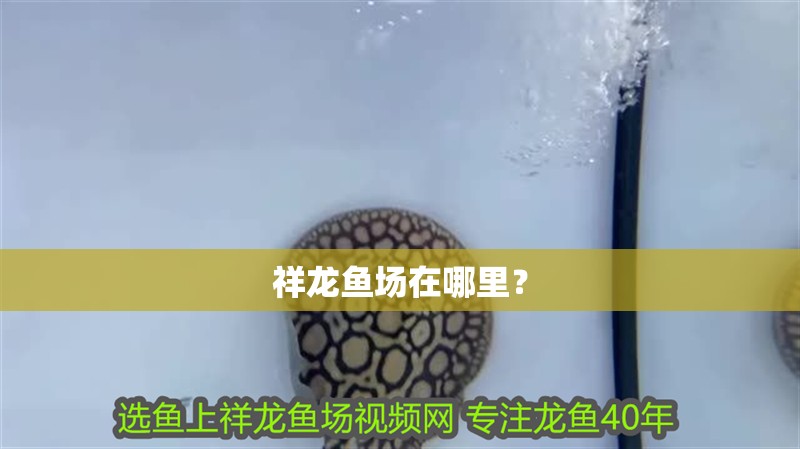 祥龍魚場在哪里？ 祥龍魚場在哪里？ 龍魚百科