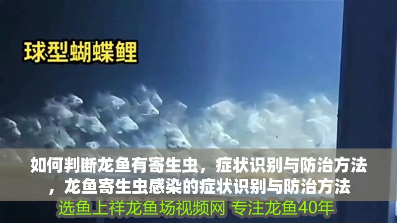 詳細(xì)閱讀:如何判斷龍魚(yú)有寄生蟲(chóng),癥狀識(shí)別與防治方法,龍魚(yú)寄生蟲(chóng)感染的癥狀識(shí)別與防治方法 如何判斷龍魚(yú)有寄生蟲(chóng),癥狀識(shí)別與防治方法,龍魚(yú)寄生蟲(chóng)感染的癥狀識(shí)別與防治方法