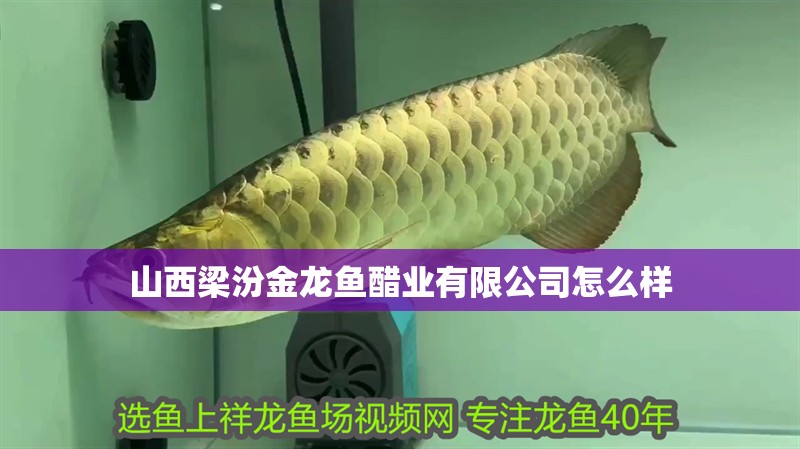 山西梁汾金龍魚醋業有限公司怎么樣 山西梁汾金龍魚醋業有限公司怎么樣 龍魚百科