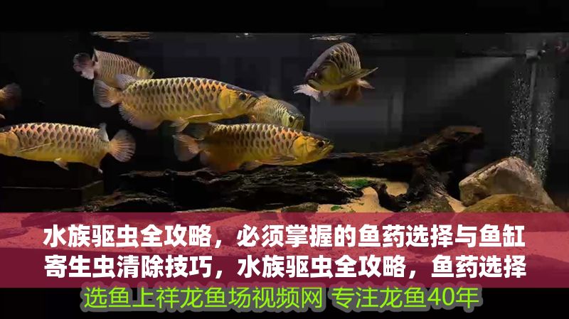 水族驅蟲全攻略，必須掌握的魚藥選擇與魚缸寄生蟲清除技巧，水族驅蟲全攻略，魚藥選擇與魚缸寄生蟲清除技巧
