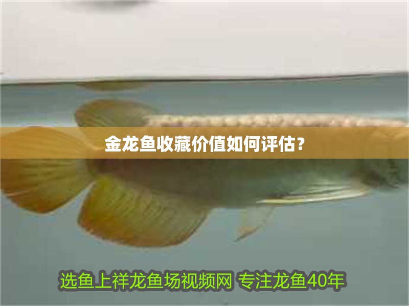 金龍魚收藏價值如何評估？