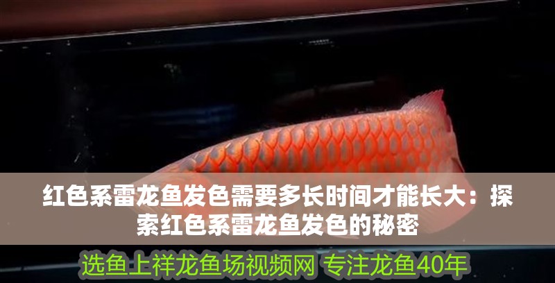 紅色系雷龍魚發(fā)色需要多長時(shí)間才能長大：探索紅色系雷龍魚發(fā)色的秘密