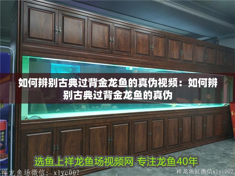 如何辨別古典過背金龍魚的真偽視頻：如何辨別古典過背金龍魚的真偽 如何辨別古典過背金龍魚的真偽視頻：如何辨別古典過背金龍魚的真偽 水族問答