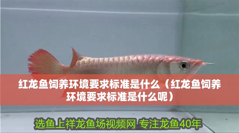 紅龍魚飼養(yǎng)環(huán)境要求標(biāo)準(zhǔn)是什么（紅龍魚飼養(yǎng)環(huán)境要求標(biāo)準(zhǔn)是什么呢）