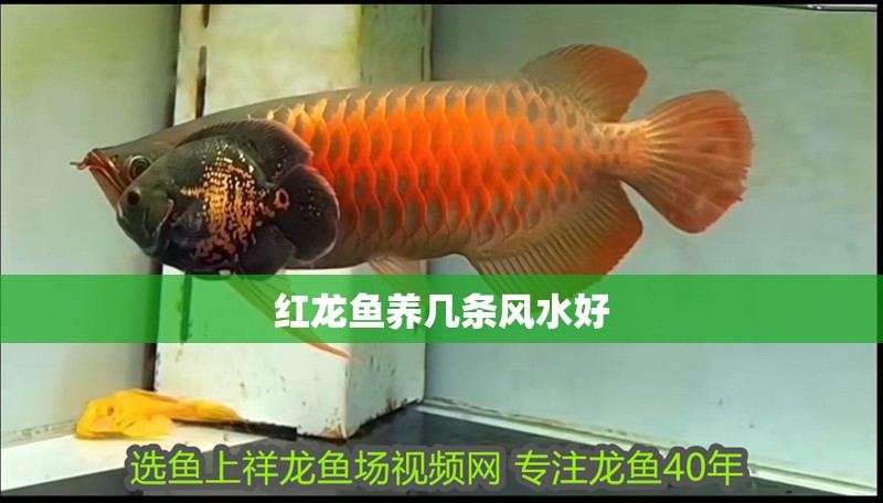 紅龍魚養(yǎng)幾條風(fēng)水好
