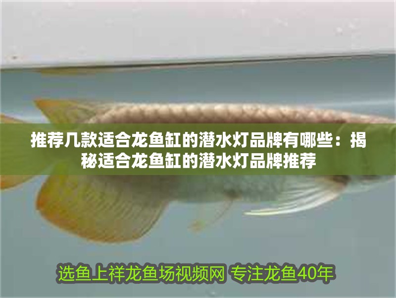 推薦幾款適合龍魚缸的潛水燈品牌有哪些：揭秘適合龍魚缸的潛水燈品牌推薦