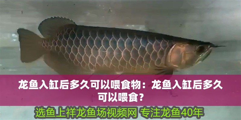 龍魚入缸后多久可以喂食物：龍魚入缸后多久可以喂食？