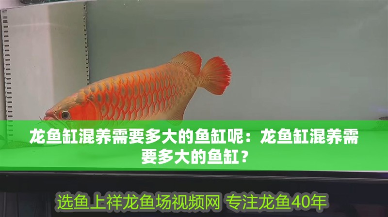 龍魚缸混養需要多大的魚缸呢：龍魚缸混養需要多大的魚缸？