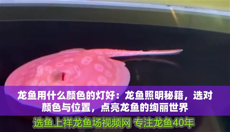 龍魚用什么顏色的燈好：龍魚照明秘籍，選對顏色與位置，點亮龍魚的絢麗世界