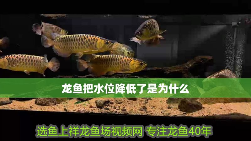 龍魚把水位降低了是為什么