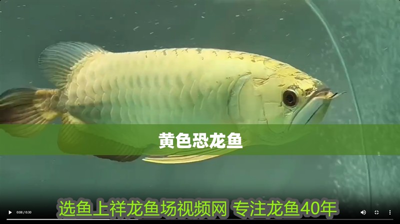 黃色恐龍魚