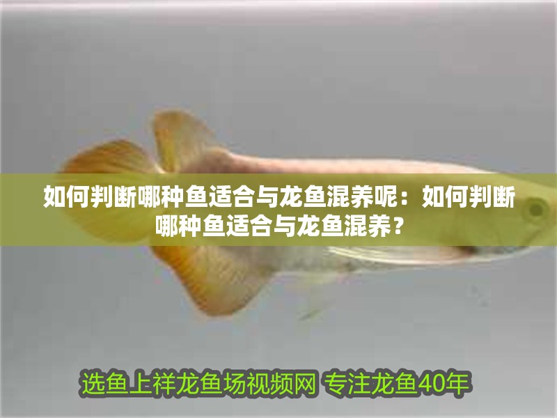 如何判斷哪種魚適合與龍魚混養(yǎng)呢：如何判斷哪種魚適合與龍魚混養(yǎng)？