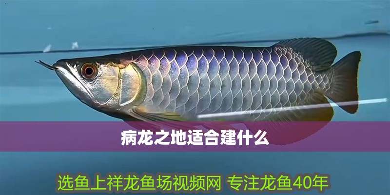 病龍之地適合建什么 病龍之地適合建什么 龍魚百科