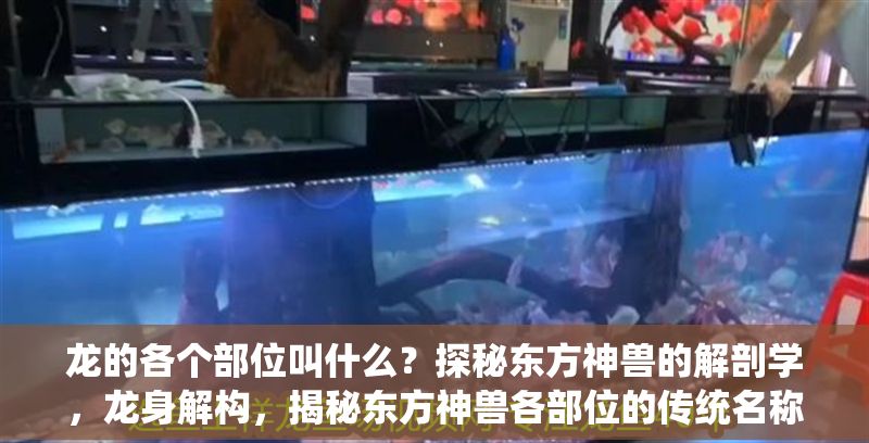 龍的各個(gè)部位叫什么？探秘東方神獸的解剖學(xué)，龍身解構(gòu)，揭秘東方神獸各部位的傳統(tǒng)名稱與象征意義