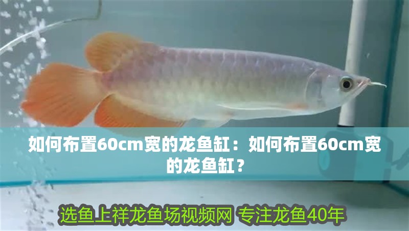 如何布置60cm寬的龍魚缸：如何布置60cm寬的龍魚缸？