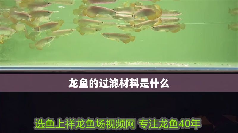 龍魚的過濾材料是什么