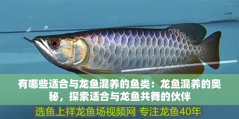有哪些適合與龍魚混養的魚類：龍魚混養的奧秘，探索適合與龍魚共舞的伙伴