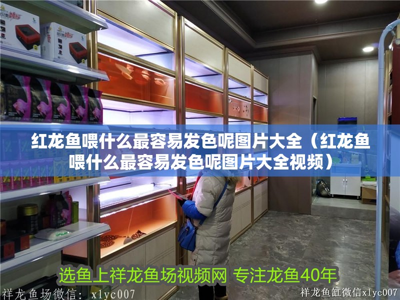 紅龍魚喂什么最容易發色呢圖片大全（紅龍魚喂什么最容易發色呢圖片大全視頻）