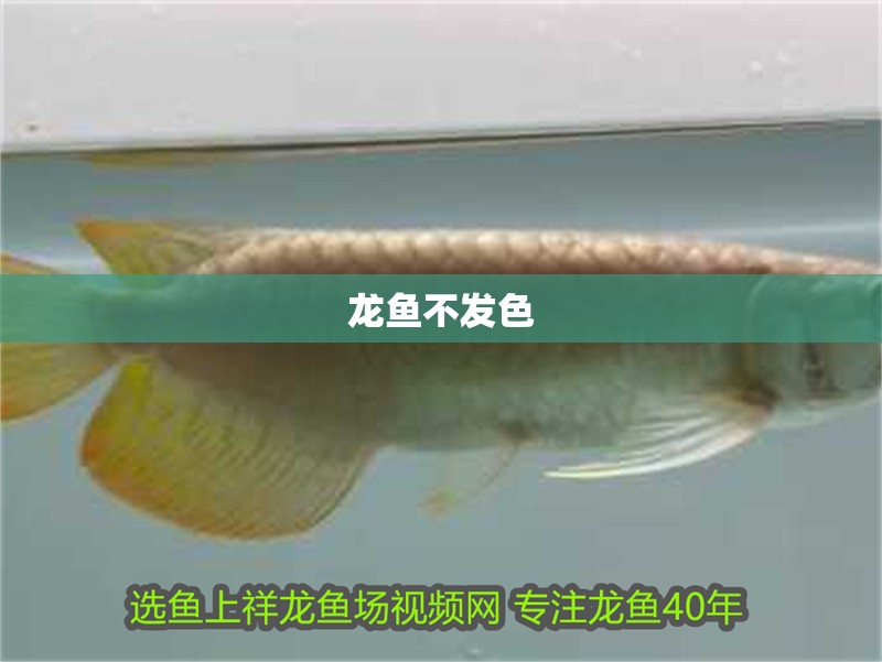 龍魚不發色